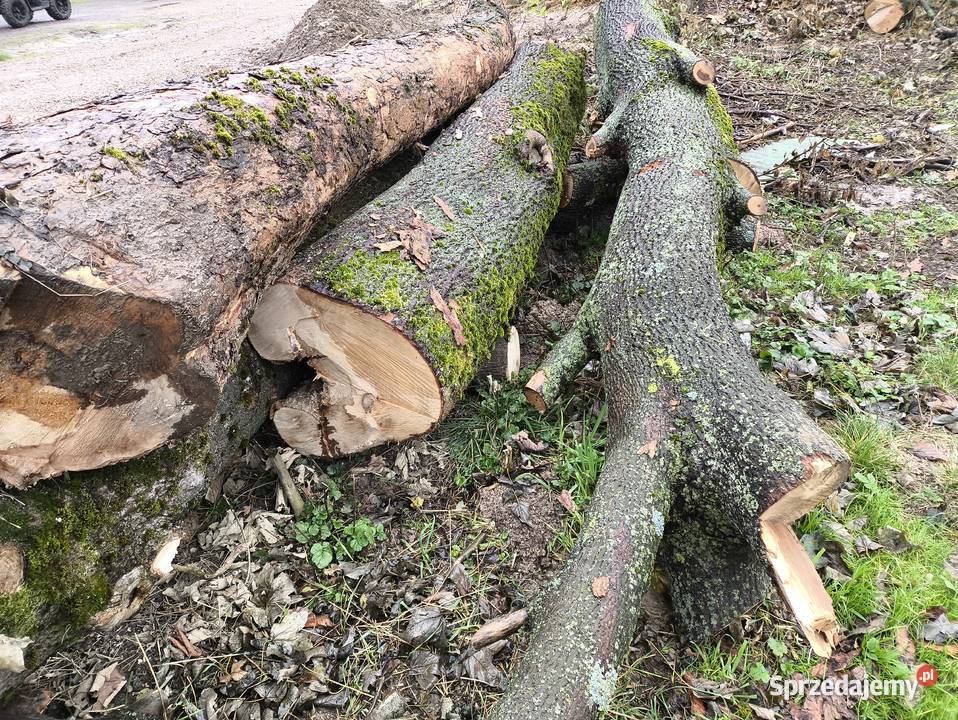 Sprzedam jesion klon w kłodach
