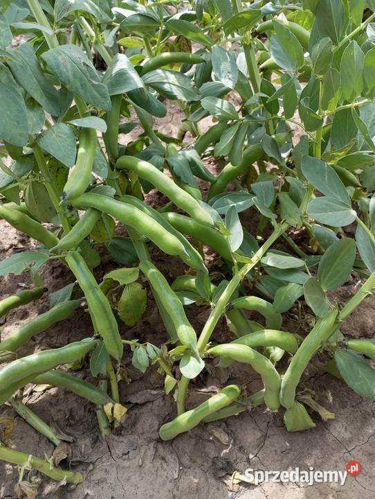 Bób Bizon Błogocice