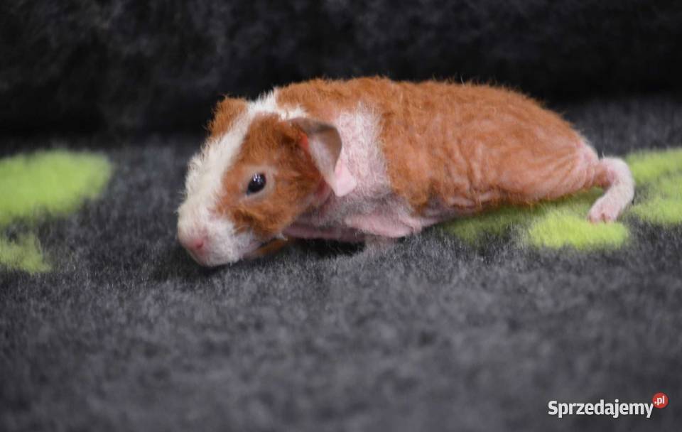 Świnka morska skinny kawia domowa cavia świnki Gryzonie opolskie Opole