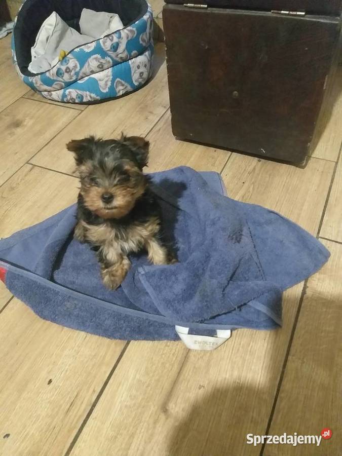 Sprzedam pieska yorka Płock sprzedam