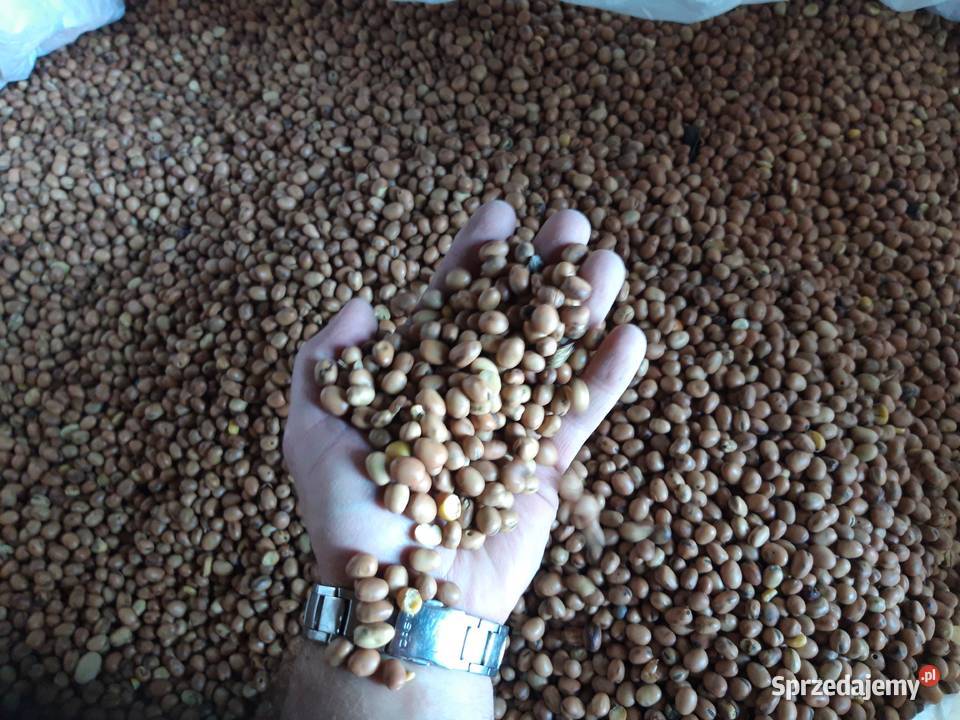 Bobik wyczyszczony na poplon małopolskie Zarogów sprzedam