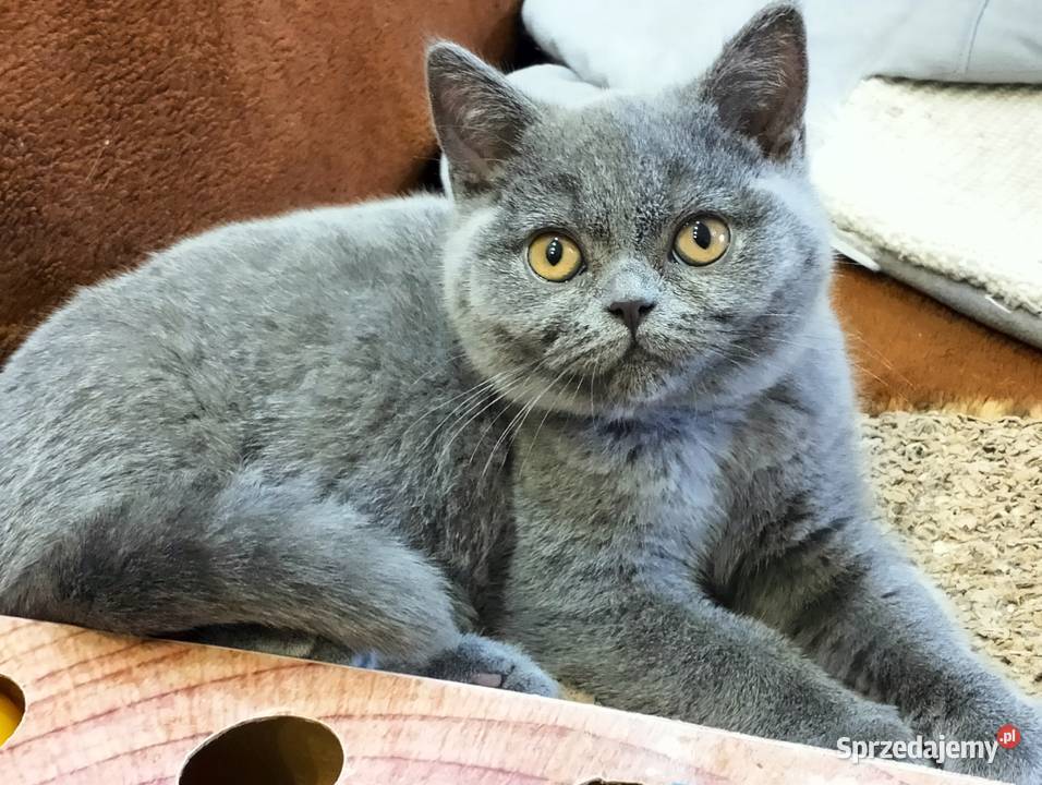 Piękny kocurek Yuki Rodowód Międzynarodowy Zwierzęta Łódź