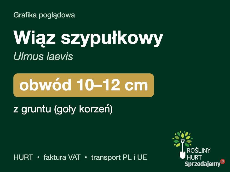 Wiąz szypułkowy Ulmus laevis obwód 1012 z gruntu Liściaste wielkopolskie