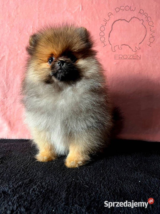 Szpic Miniaturowy Pomeranian suczki