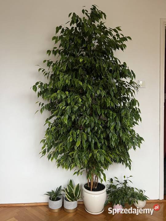 fikus beniamina żywy 205 zdrowy zadbany dolnośląskie Syców