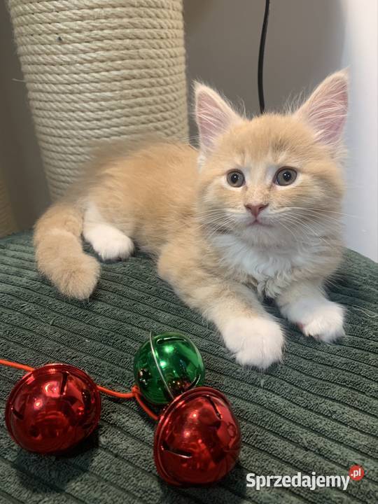 Kocur Maine Coon kremowobiały Koty sprzedam