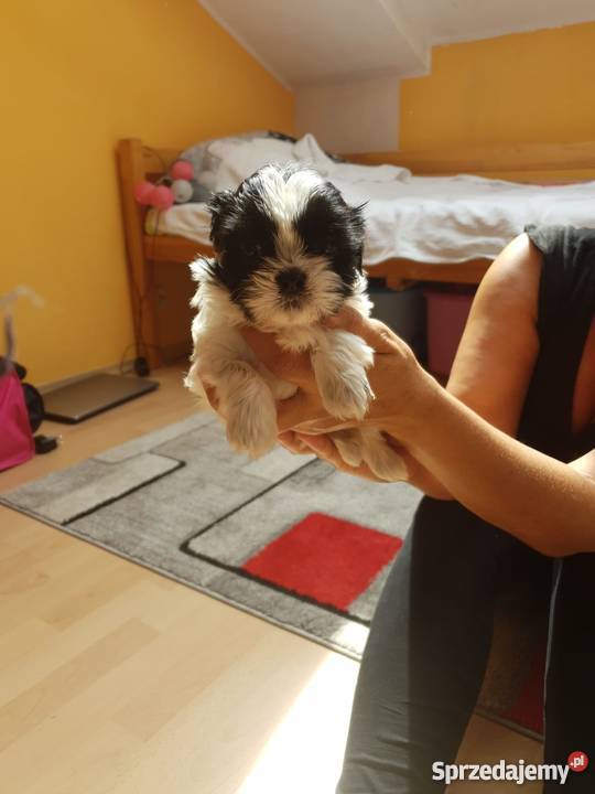Sliczne Pieski Shih Tzu Jelenia Góra