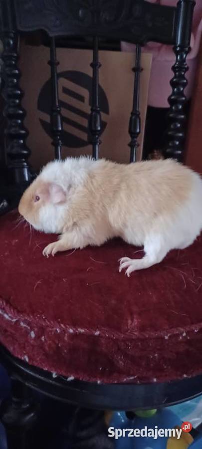 TEDDY SAMCZYK 55 MIESIĘCZNY GRUBAS Z KARMELOWYMI Poznań