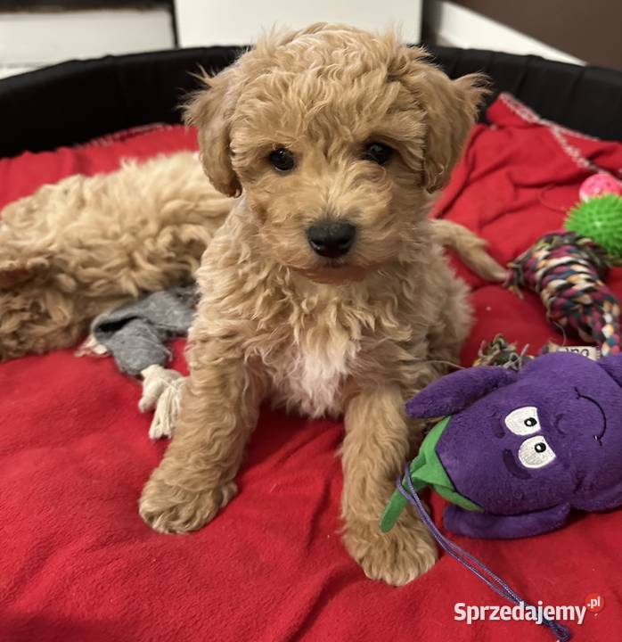 Bichon frise Pudel toy bichpoo dolnośląskie sprzedam