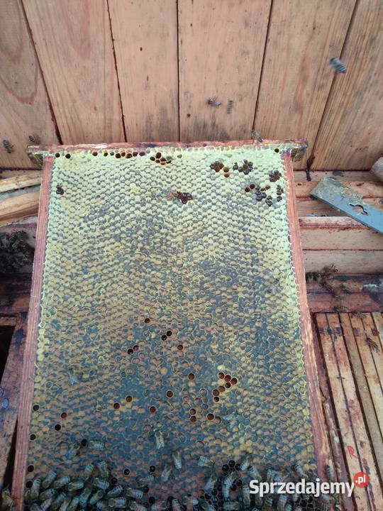 Matki pszczele HYG NieUnasiennione Buckfast Warszawa sprzedam