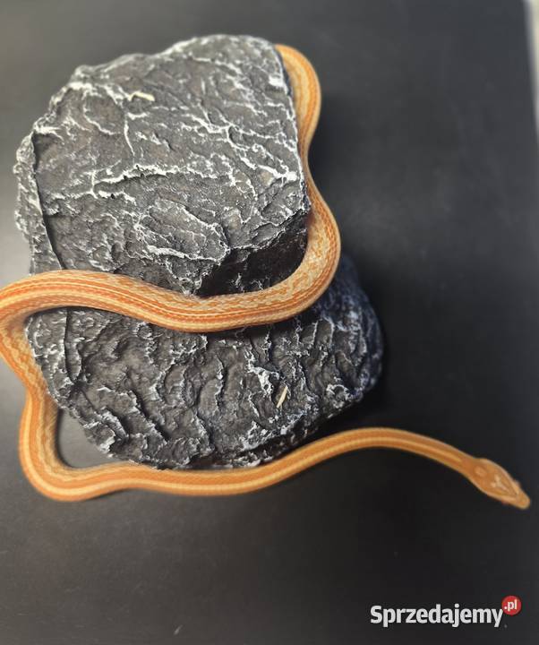 Wąż zbożowy samica