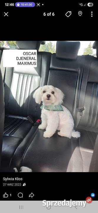 Maltańczyk szczeniak chłopiec