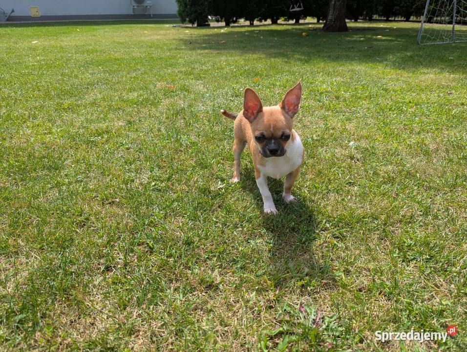 Chihuahua malutki wyjątkowy xxs