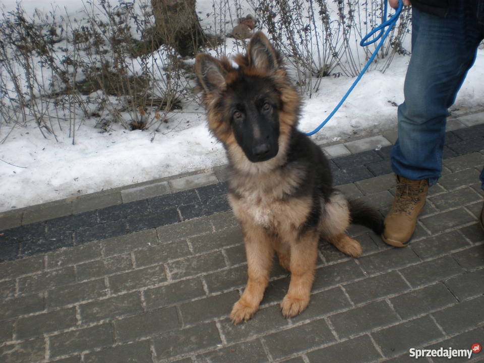 Piękny owczarek niemiecki 6 miesięcy Chełm sprzedam
