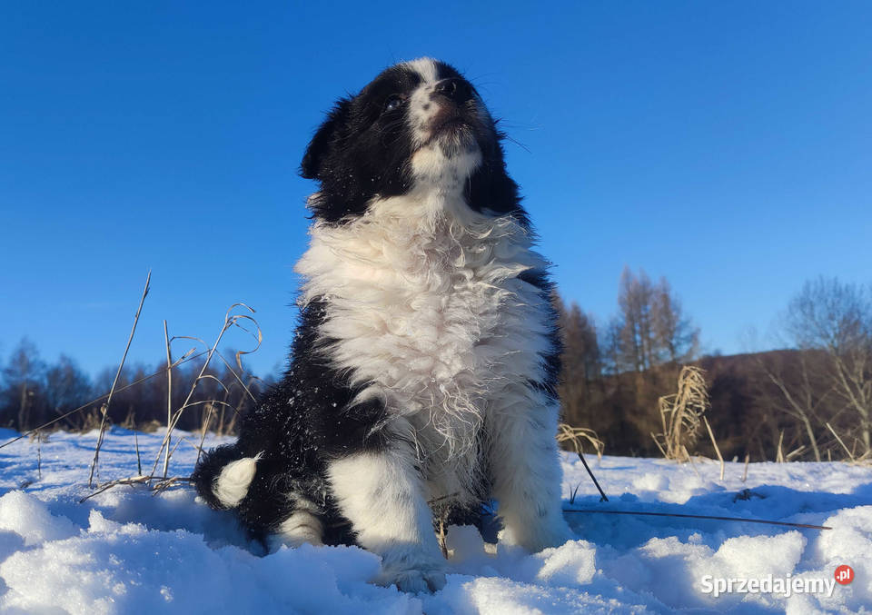 Piękny Rasowy Pies Border Collie z pełną dok Iwonicz