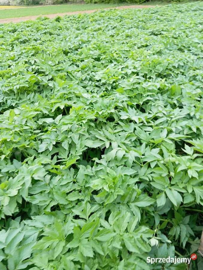 Nasiona arcydzięgiel litwor 2024 Izbica