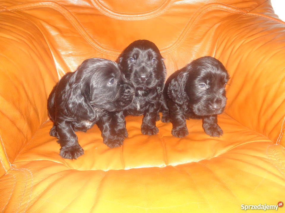 Cocker spaniel 100 rasy CZARNE Zwierzę z łódzkie