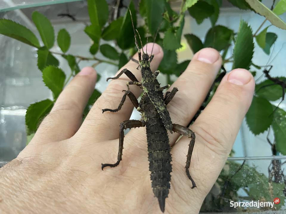 straszyki nowogwinejskie i australijskie