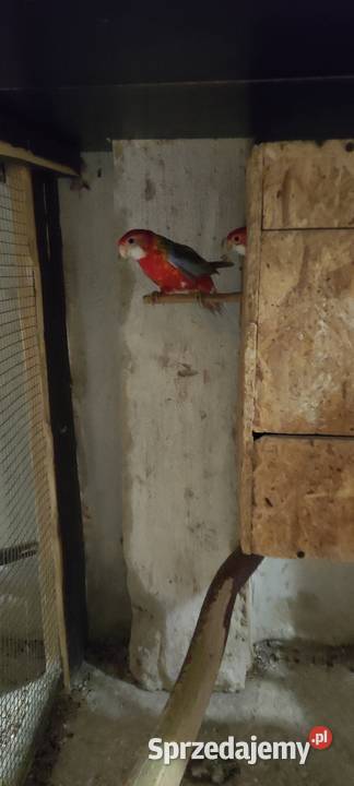 Rozela białolica śląskie Rybnik