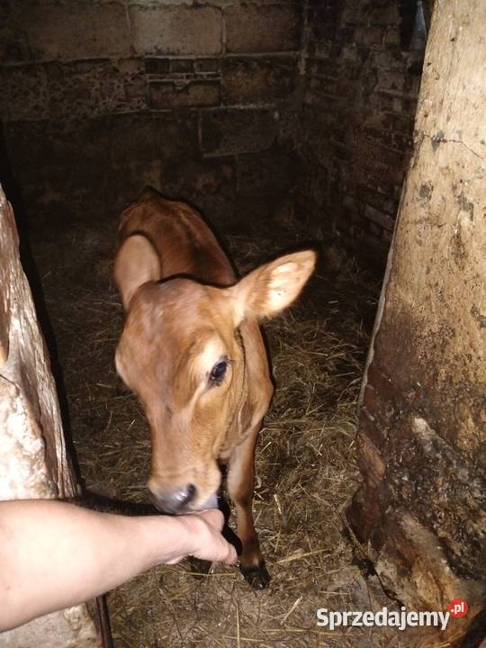 Cieliśa Jersey Pozostałe