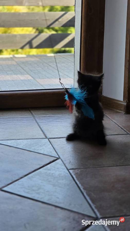 Kocurek syberyjski pięknie wybarwiony Syberyjski Jugowice