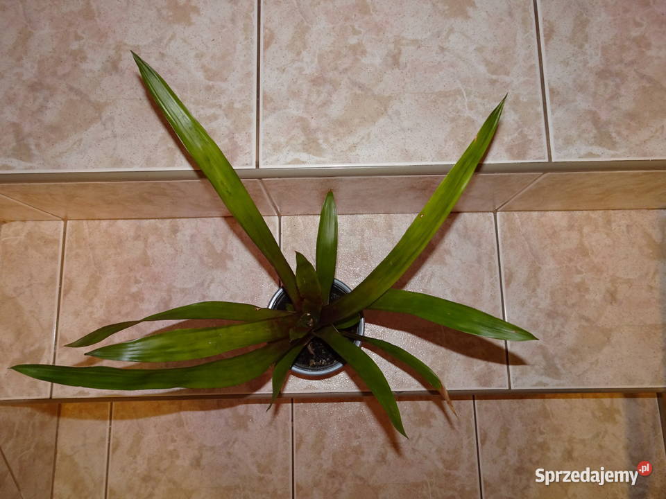 guzmania bromelia Warszawa