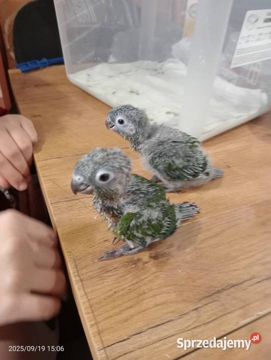 Dwa młode ręcznie odkarmione samczyki