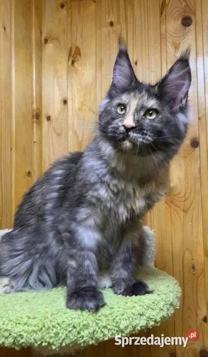 MAMY Małe KOCIETA MAINE COON małopolskie Kraków