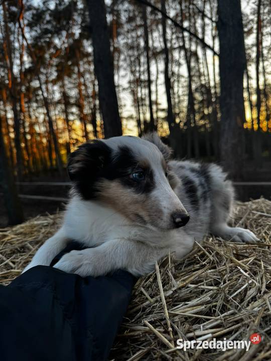Owczarek szkocki collie Zakrzewo