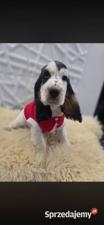 Cocker spaniel angielski komplet szczepień plus Żelazków