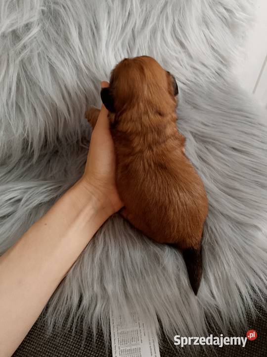 Śliczny złoty piesek rasy ShihTzu opolskie Namysłów