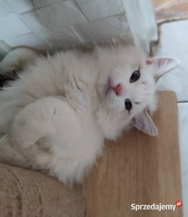 Ulian Dumka cudowny kocurek neva masquerade Warszawa