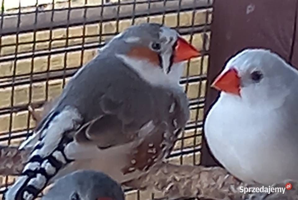 Zeberki papugi amadyny gołąbki diamentowe Staszów