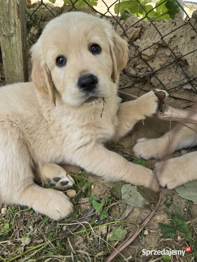 Golden retriver Psiaki gotowe na nowy dom