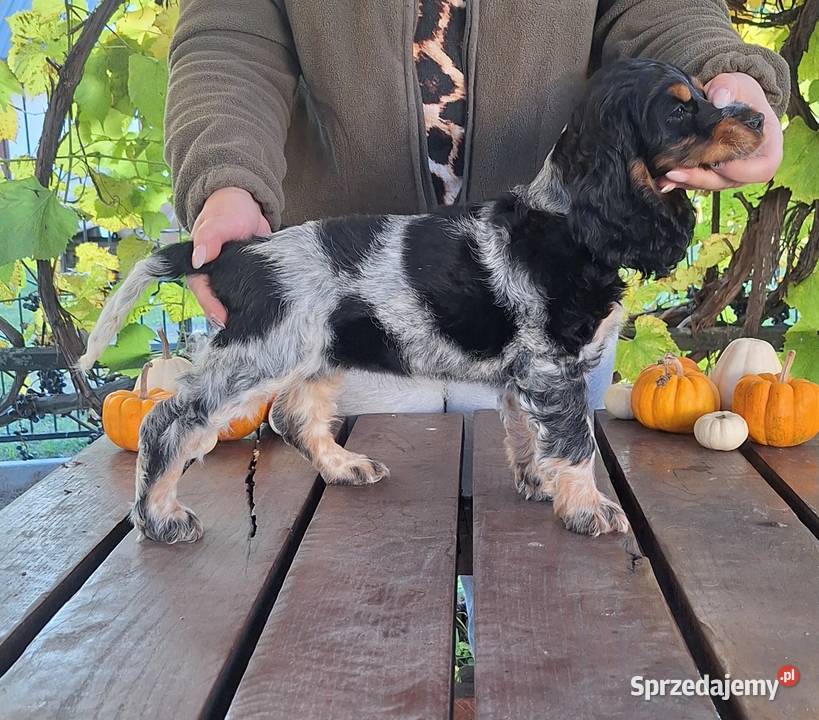 Cocker spaniel angielski Kowal