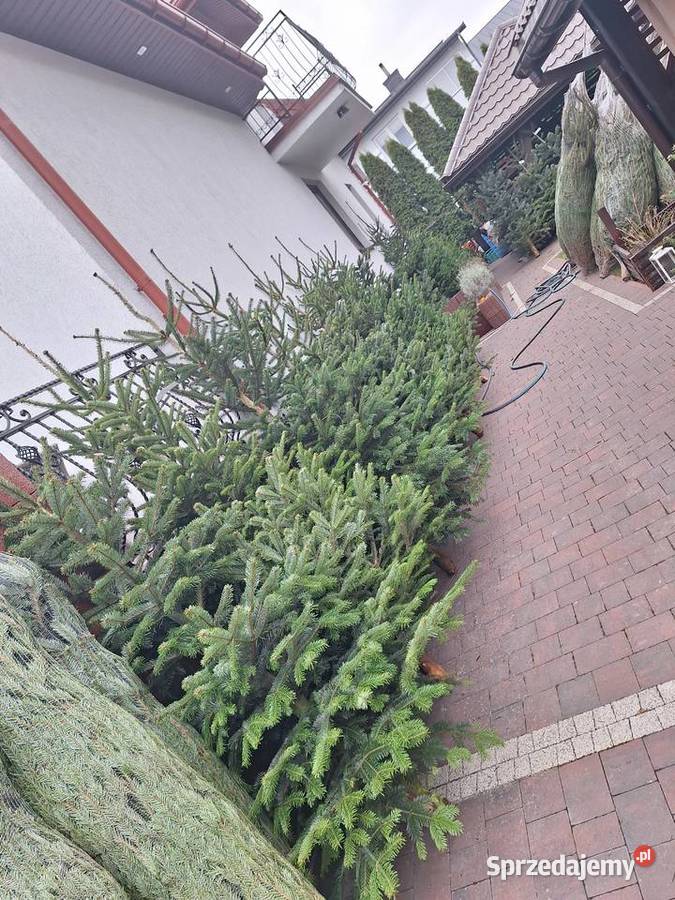 już mamy Jodły kaukaskie i choinki cięte i Pozostałe podlaskie Ciechanowiec