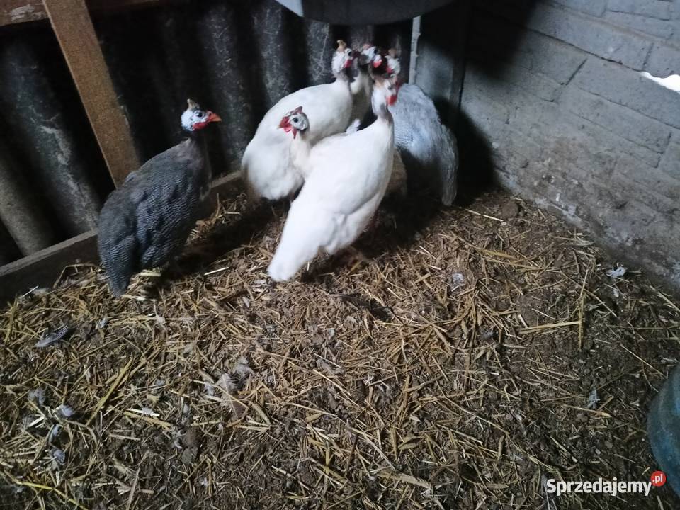 Sprzedam perliczki Turek