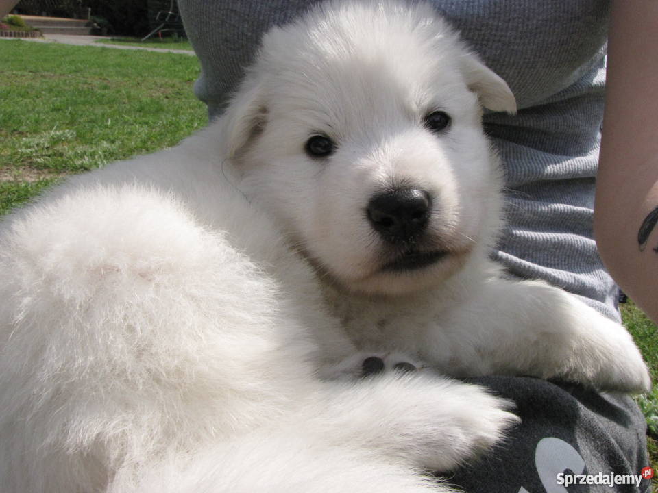 Biały Owczarek Szwajcarski szczenięta długowłose łódzkie Pabianice