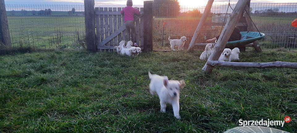 Piesek Golden Retriever Krzywiń