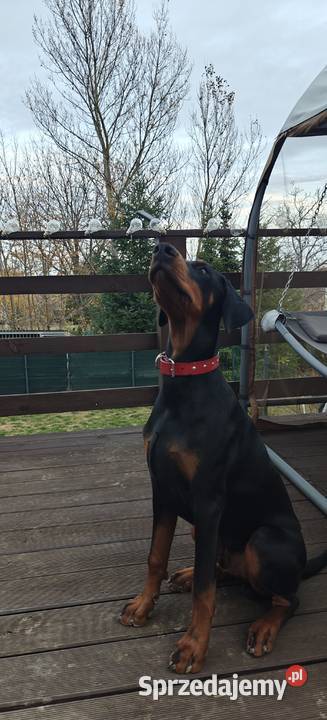 Newton Championie stabilny inteligentny z Lublin