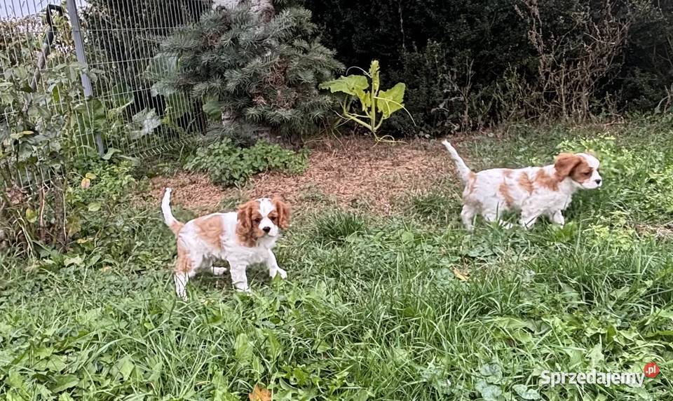 Cavalier King charles spaniel Mrocza
