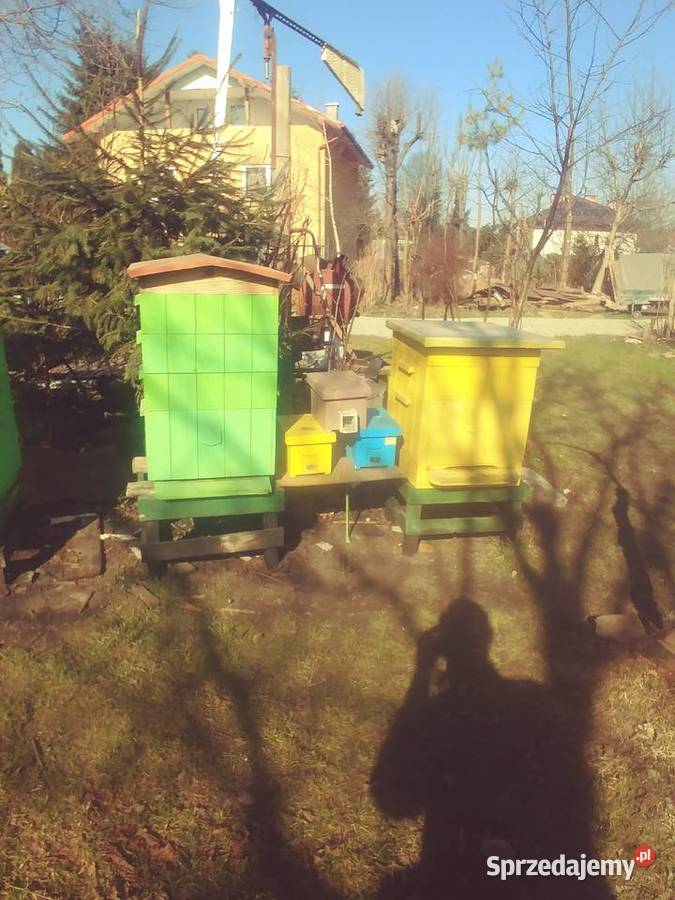 Ule wielkopolskie podkarpackie