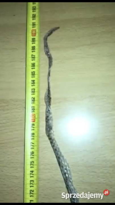 Morelia Spilota pyton dywanowy Gady i płazy Warszawa