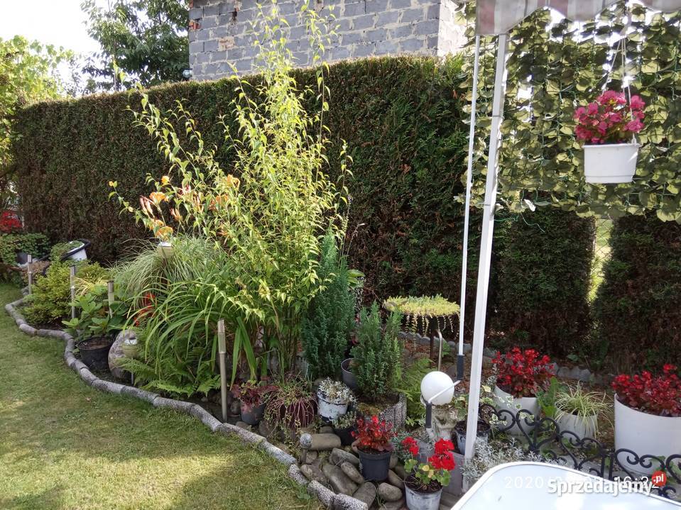 Sprzedam działkę rekreacyjną Żory