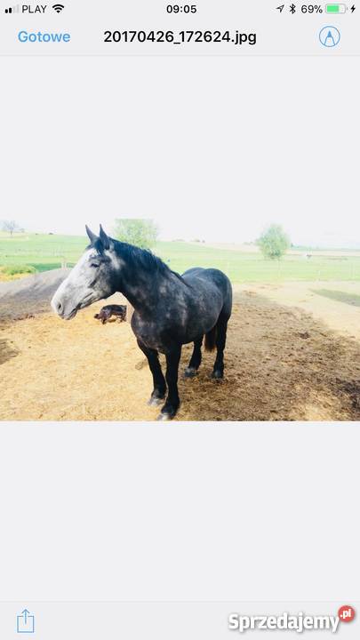 Do sprzedania klacz percheron Dalnia