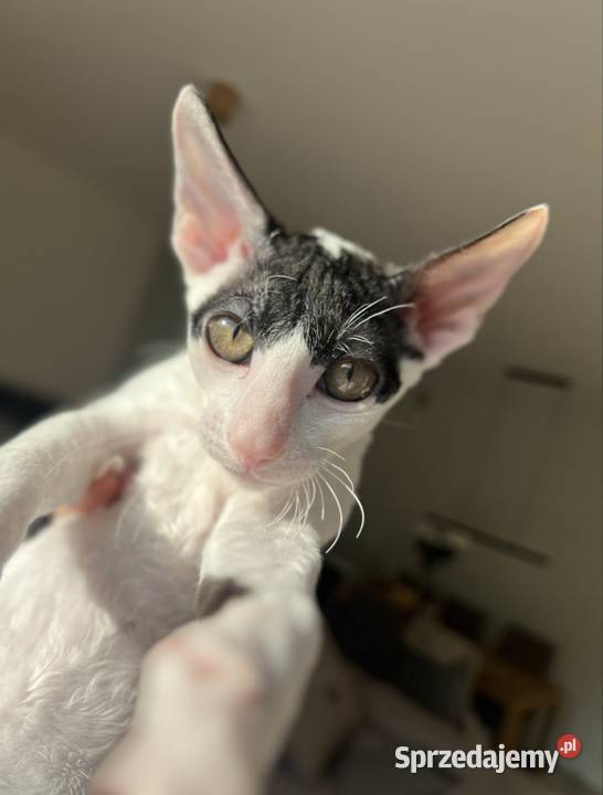 Cornish rex kotek rodowód FPL cudowny kocurek Poznań