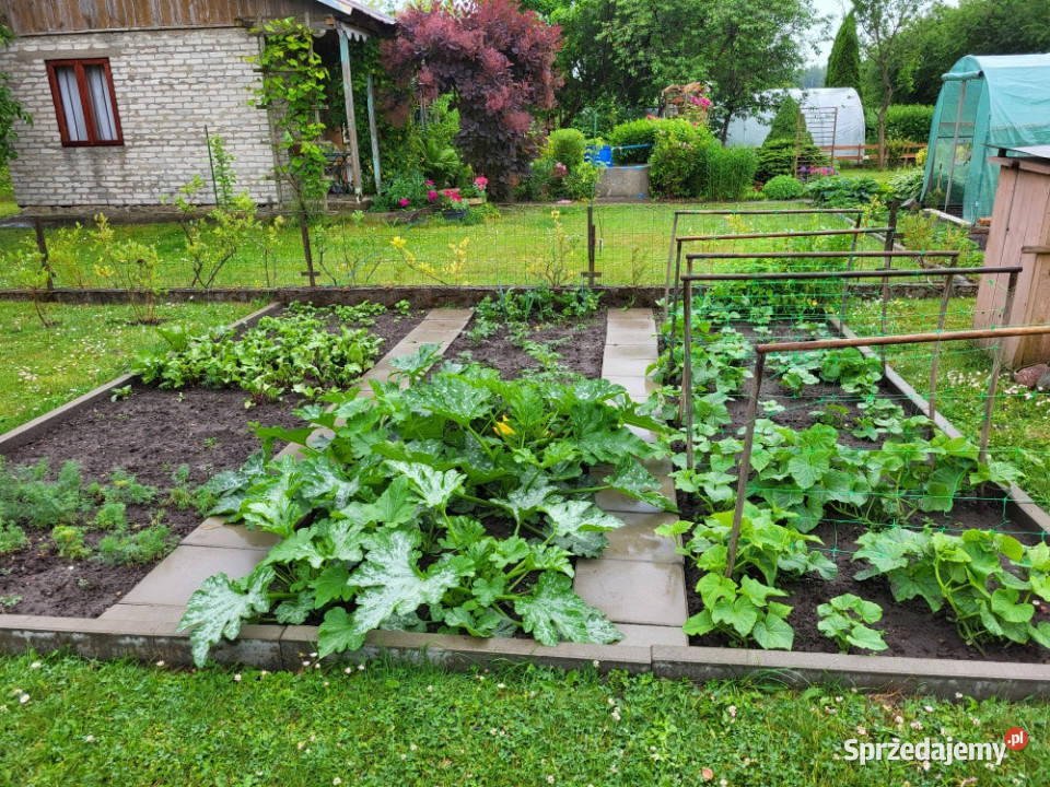 Działka ROD Mickiewicza 172zł/m2 Białystok sprzedam