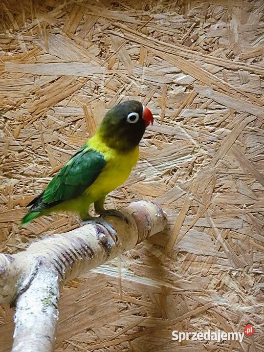 Nierozłaczka z 2025 roku