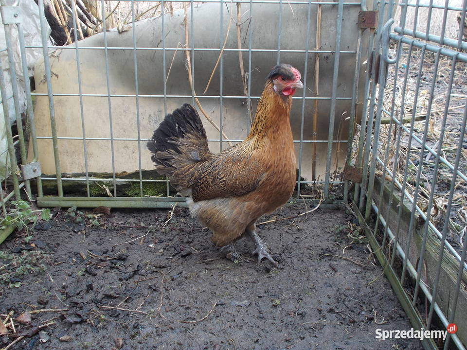 Kurka w barwie kuropatwianej kura Kutno sprzedam
