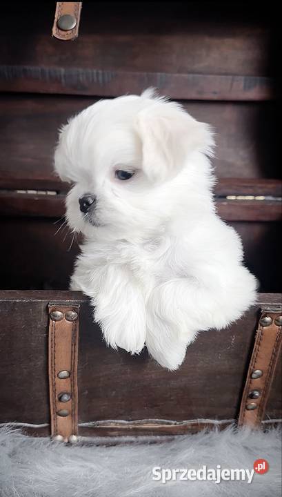 Maltańczyk suczka FCI